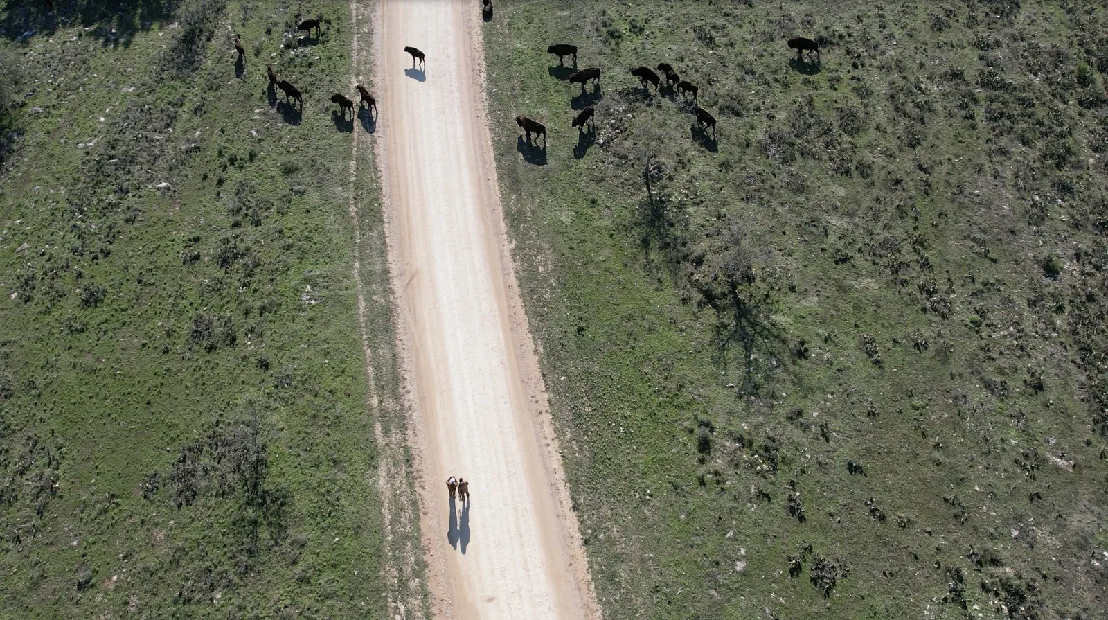 Bison at Tributary