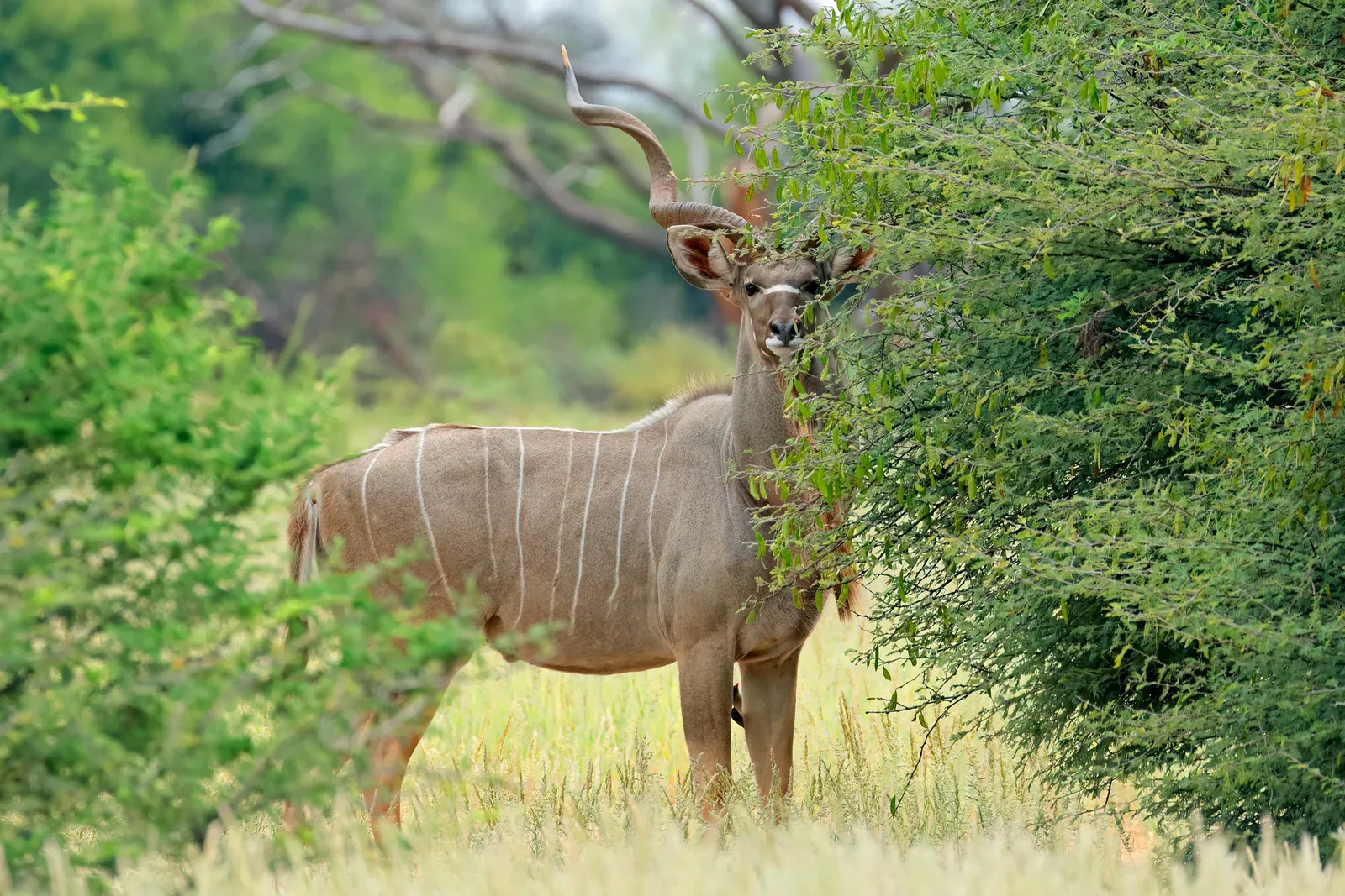 Kudu standing among green trees