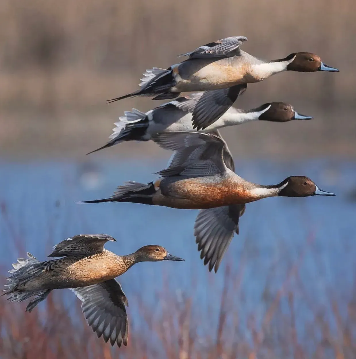 Ducks in flight