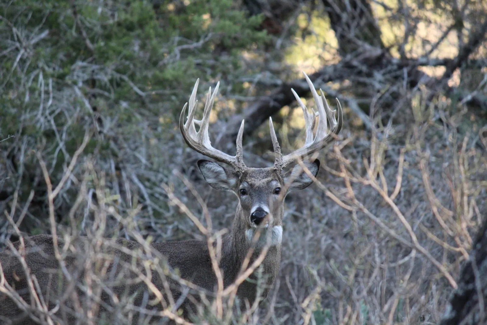 Whitetail deer among the woodland branches