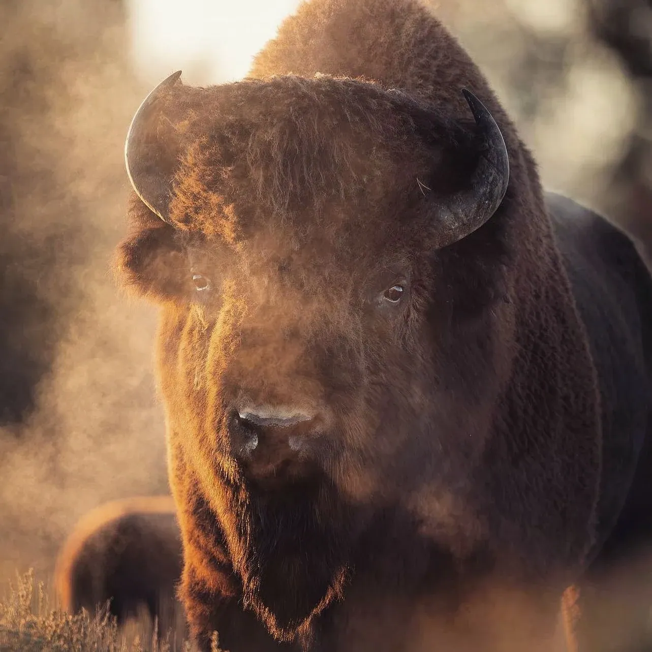 Bison in the golden sunlight
